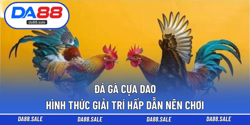 Đá Gà Cựa Dao – Hình Thức Giải Trí Hấp Dẫn Nên Chơi