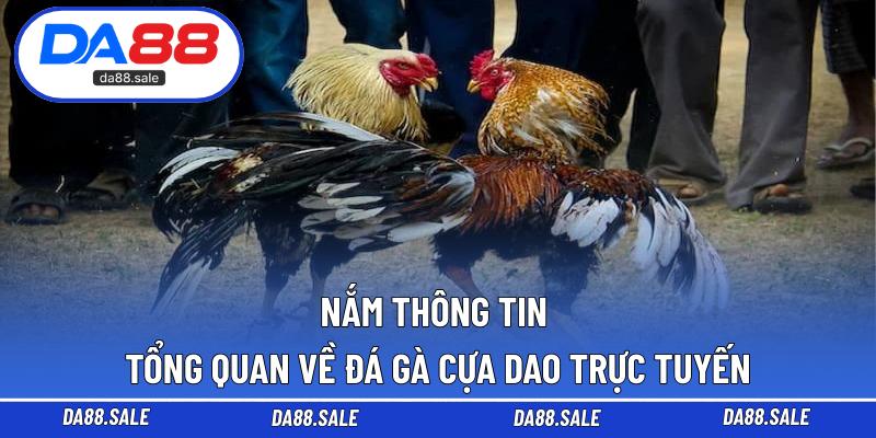 Nắm thông tin tổng quan về đá gà cựa dao trực tuyến